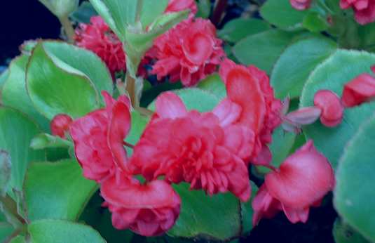 B. ‘Ville de Zurich Rose’